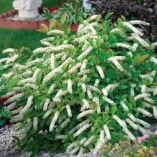 Itea virginica 'Love Chid' - virginiai ördögfűz