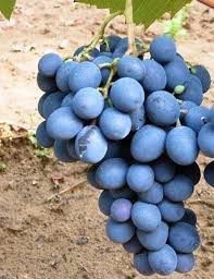 Moldova csemegeszőlő, konténeres Moldova csemegeszőlő, konténeres