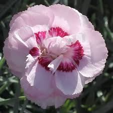 Dianthus plumarius 'Angel of Virtue' – tollas szegfű Dianthus plumarius 'Angel of Virtue' – tollas szegfű