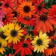 Echinacea 'Chayenne Spirit'- kasvirág Echinacea 'Chayenne Spirit'- kasvirág