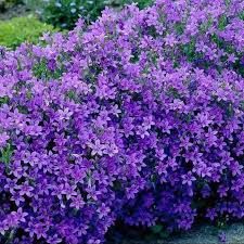 Campanula portenschlagiana ‘Stella’ – dalmát harangvirág Campanula portenschlagiana ‘Stella’ – dalmát harangvirág