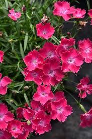 Dianthus ‘Kahori Scarlet’ – kahori szegfű