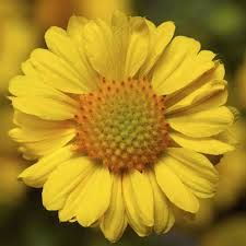 Gaillardia aristata 'Barbican Golden Yellow' - kokárdavirág Gaillardia aristata 'Barbican Golden Yellow' - kokárdavirág