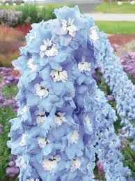 Delphinium cultorum 'Light Blue With White Bee’ , 'JUPITER BLUE', 'PinkmWhite Bee, Dark Blue Black Bee'– szarkaláb Delphinium cultorum 'Light Blue With White Bee’ , 'JUPITER BLUE', 'PinkmWhite Bee, Dark Blue Black Bee'– szarkaláb