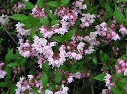 Deutzia kalmiiflora – gyöngyvirágcserje Deutzia kalmiiflora – gyöngyvirágcserje