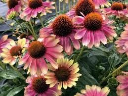Echinacea 'Pink Lemonade' - kasvirág Echinacea 'Pink Lemonade' - kasvirág