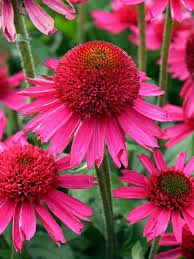 Echinacea 'Delicius Candy' 'DElicius Nougat'- kasvirág Echinacea 'Delicius Candy' 'DElicius Nougat'- kasvirág