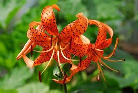 Lilium lancifolium - tigrisliliom Lilium lancifolium - tigrisliliom