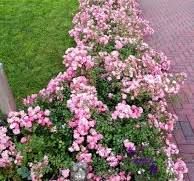 Rosa 'Satina' - talajtakaró rózsa Rosa 'Satina' - talajtakaró rózsa