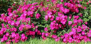 Rosa ' Purple Rain' - Rosa ' Purple Rain' -
