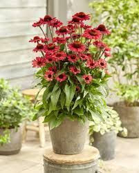 Echinacea 'SunSeekers Scarlet' - kasvirág Echinacea 'SunSeekers Scarlet' - kasvirág