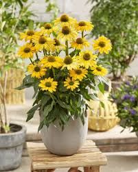 Echinacea 'SunSeekers Yellow' - kasvirág