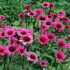 Echinacea 'Fatal Attraction' - kasvirág