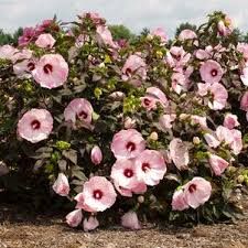 Hibiscus moscheutos Summerific ‘Spinderella’ – mocsári hibiszkusz Hibiscus moscheutos Summerific ‘Spinderella’ – mocsári hibiszkusz