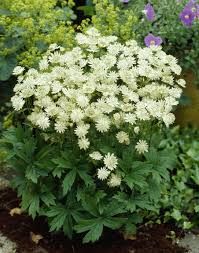 Astrantia major Snow Star - Völgycsillag Astrantia major Snow Star - Völgycsillag