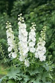 Delphinium 'Jupiter White' - szarkaláb Delphinium 'Jupiter White' - szarkaláb