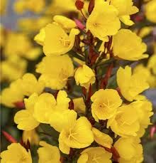 Oenothera fruticosa ' Sommenende' - ligetszépe Oenothera fruticosa ' Sommenende' - ligetszépe