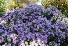Aster oblongifolius 'October Skies' - aromás őszorózs Aster oblongifolius 'October Skies' - aromás őszorózs