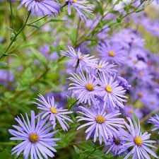 Asterthomsonii - évelő őszirózsa Asterthomsonii - évelő őszirózsa