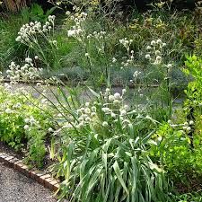 Eryngium yuccifolium - pálmaliliom levelű iringó Eryngium yuccifolium - pálmaliliom levelű iringó