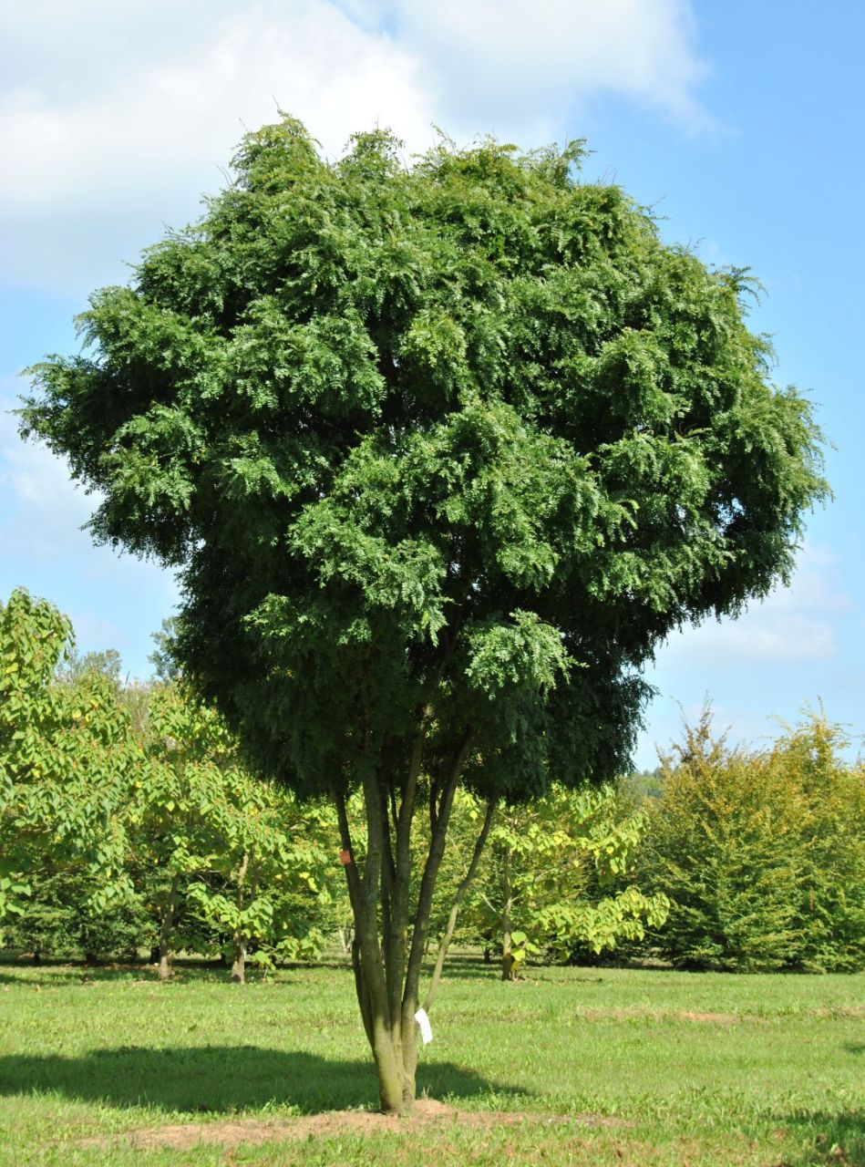 Gleditsia triacanthos 'Elegantissima' - oszlopos Gleditsia triacanthos 'Elegantissima' - oszlopos