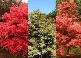 Acer palmatum 'Deshojo' - Piros-narancs zöld levelű japán juhar Acer palmatum 'Deshojo' - Piros-narancs zöld levelű japán juhar