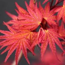 Acer palmatum 'Phoenix' - japán juhar