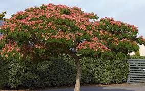 Albizia jul. 'Ombrella'- selyemakác Albizia jul. 'Ombrella'- selyemakác