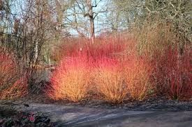 Cornus sanguinea 'Midwinter Fire' – Veresgyűrű som Cornus sanguinea 'Midwinter Fire' – Veresgyűrű som