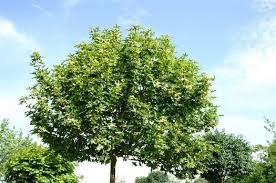 Acer campestre 'Anny's Globe' – Mezei juhar Acer campestre 'Anny's Globe' – Mezei juhar