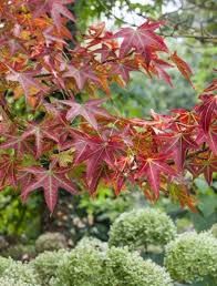 Acer campestre 'Red Shine' - vöröslombú mezei juhar Acer campestre 'Red Shine' - vöröslombú mezei juhar