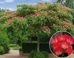 Albizia jul. 'Rouge' - perzsa selyemakác Albizia jul. 'Rouge' - perzsa selyemakác