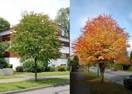 Cercidiphyllum japonicum 'Glowball' - Kislevelű Kacsurafa, Tm 180 Cercidiphyllum japonicum 'Glowball' - Kislevelű Kacsurafa, Tm 180