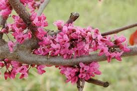 Cercis can. 'Merlot'- bordólevelű kanadai júdásfa, K15 Cercis can. 'Merlot'- bordólevelű kanadai júdásfa, K15