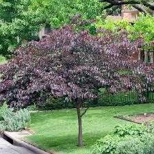 Cercis can. 'Merlot'- bordólevelű kanadai júdásfa, K15 Cercis can. 'Merlot'- bordólevelű kanadai júdásfa, K15