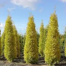 Ginkgo biloba 'Blagon' - oszlopos páfrányfenyő, K18 Ginkgo biloba 'Blagon' - oszlopos páfrányfenyő, K18
