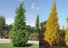 Ginkgo biloba 'Eiffel' - oszlopos páfrányfenyő, K20 Ginkgo biloba 'Eiffel' - oszlopos páfrányfenyő, K20