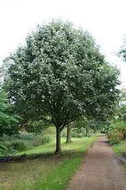 Sorbus aria 'Lutescens' - lisztes berkenye Sorbus aria 'Lutescens' - lisztes berkenye