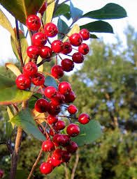 Aronia arbutifolia ‘Brilliant’ – lilás-piros termésű berkenye Aronia arbutifolia ‘Brilliant’ – lilás-piros termésű berkenye