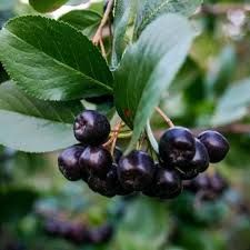 Aronia mirschurinii 'Amit' - fekete berkenye Aronia mirschurinii 'Amit' - fekete berkenye