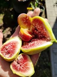 Ficus carica ' Zöld óriás - füge Ficus carica ' Zöld óriás - füge