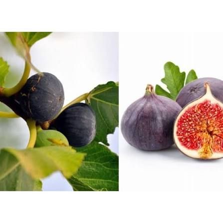 Ficus carica ' Néró - lila füge