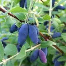 Lonicera caerulea 'Blue Pagoda' -mézbogyó