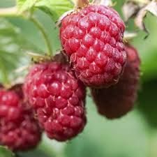 'Schönemann' folytontermő piros málna 'Schönemann' folytontermő piros málna