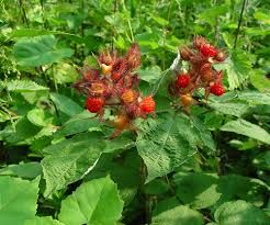 Japán szeder- Rubus phoenicolasius Japán szeder- Rubus phoenicolasius