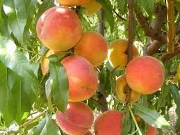 Cresthaven őszibarack, K6