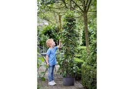 Morus rotundiloba 'Mojo Berry' - Törpe fekete eperfa 