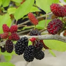 Morus rotundiloba 'Mojo Berry' - Törpe fekete eperfa 