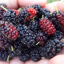 Morus accidosa ‘Mulle’ – késői eperfa