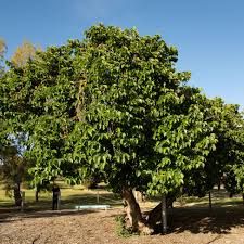 Morus accidosa ‘Mulle’ – késői eperfa